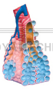 The expansion model of alveolus (1part)